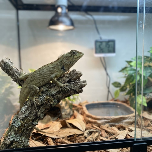 ANIMALI ESOTICI